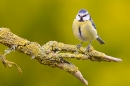 Blue tit on yellow lichen branch 2. Apr. '20.