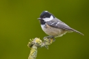 Coal tit on lichen and moss twig. Apr. '20.