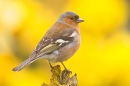 Male Chaffinch amid daffodils 3. Apr. '20.