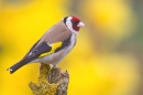 Goldfinch amid daffodils 2. Apr. '20.