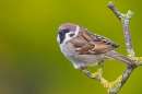 Tree Sparrow on lichen twig. Apr. '20.