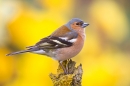 Male Chaffinch amid daffodils 4. Apr. '20.