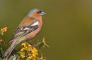 Male Chaffinch. Apr. '20.