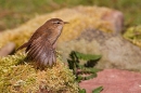 Wren wing stretching. Apr. '20.