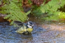 Blue tit bathing 2. Apr. '20.