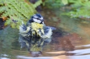 Blue tit bathing 1. Apr. '20.