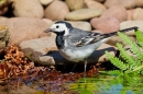 Pied Wagtail at waters edge. Apr. '20.