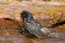 Starling bathing. Apr. '20.