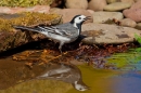 Pied Wagtail at waters edge 2. Apr. '20.