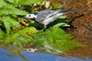 Pied Wagtail at waters edge 3. Apr. '20.