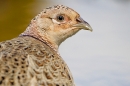 Hen Pheasant. Apr. '20.