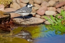 Pied Wagtail at waters edge 4. Apr. '20.