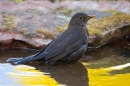 Female Blackbird bathing. Apr. '20.