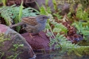 Dunnock at waters edge 2. Apr. '20.