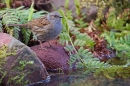 Dunnock at waters edge 1. Apr. '20.