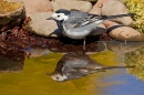 Pied Wagtail at waters edge 5. Apr. '20.