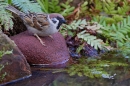 Tree Sparrow at waters edge. Apr. '20.