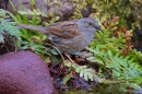 Dunnock at waters edge 3. Apr. '20.