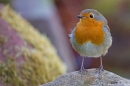 Robin on rocks. Apr. '20.