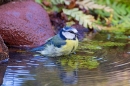 Blue tit bathing 4. Apr. '20.