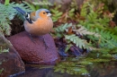 Male Chaffinch at waters edge. Apr. '20.