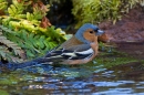 Male Chaffinch bathing. Apr. '20.