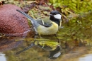 Great tit bathing. May '20.