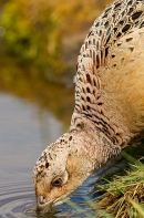 Hen Pheasant drinking 2. May. '20.