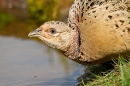 Hen Pheasant drinking 1. May. '20.