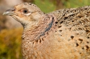 Hen Pheasant. May. '20.