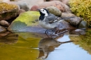 Pied Wagtail drinking. May. '20.