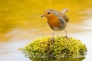 Robin on mossy reflection stone. May. '20.