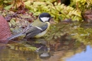 Great tit in pond. May. '20.