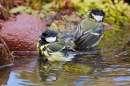 2 Great tits bathing. May. '20.