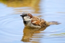 Male House Sparrow bathing. May. '20.