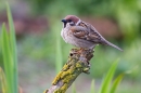 Tree Sparrow near pond. May. '20.