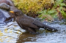 Female Blackbird bathing. May. '20.