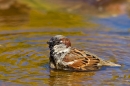 Male House Sparrow bathing 2. May. '20.