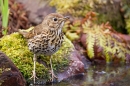 Song Thrush at waters edge. May. '20.