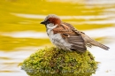 Male House Sparrow on mossy reflection stone 2. May '20.