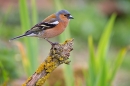 Male Chaffinch near pond.