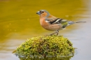 Male Chaffinch on mossy reflection stone. May. '20.