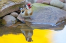 Goldfinch drinking at pond. May. '20.