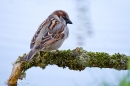 Male House Sparrow on branch overhanging pond. May. '20. 