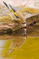 Goldfinch drinking from pond. May. '20.