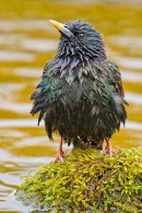 Starling on mossy reflection stone 2. May. '20.