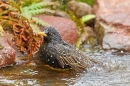 Starling bathing 4. May. '20.