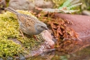 Dunnock drinking at pond. May. '20.