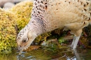 Hen Pheasant drinking at pond 1. May. '20.