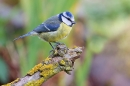 Blue tit near pond. May. '20.